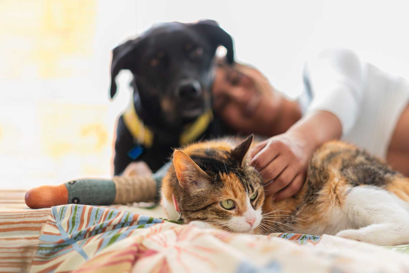 A woman lies on her side, cuddling a black dog, while petting a calico cat.