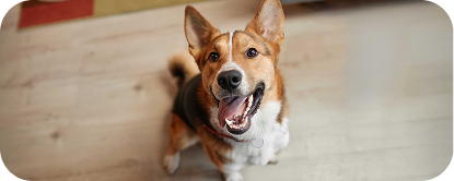 Happy brown and white dog sitting on a wooden floor, looking up with its mouth open and tongue out.