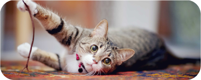 Playful tabby cat lying on its side, reaching out with one paw toward a string.