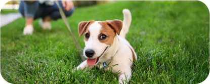 A happy Jack Russell Terrier is lying in the grass with their owner holding their leash in the background.