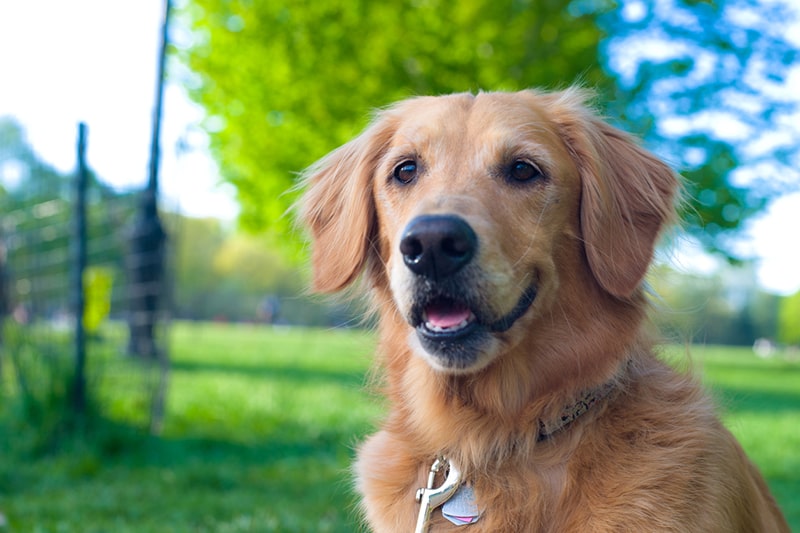 Life Expectancy Good Things About Golden Retrievers Good Things