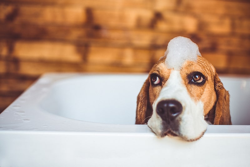 do dogs hate baths