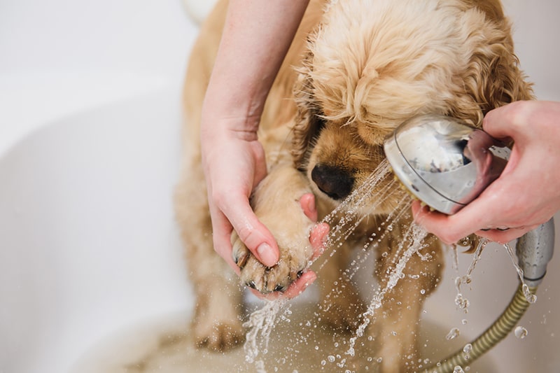 Your Dog Do Dogs Like Showers Wash Your Dog Can You Shower Dogs