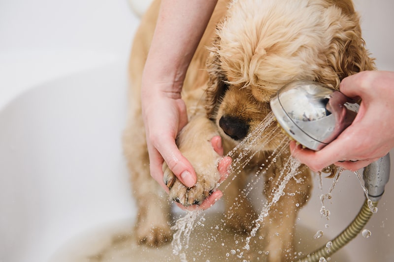 cocker spaniel having its paws rinsed by a shower head