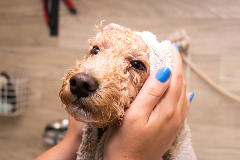 poodle being toweled off after a bath