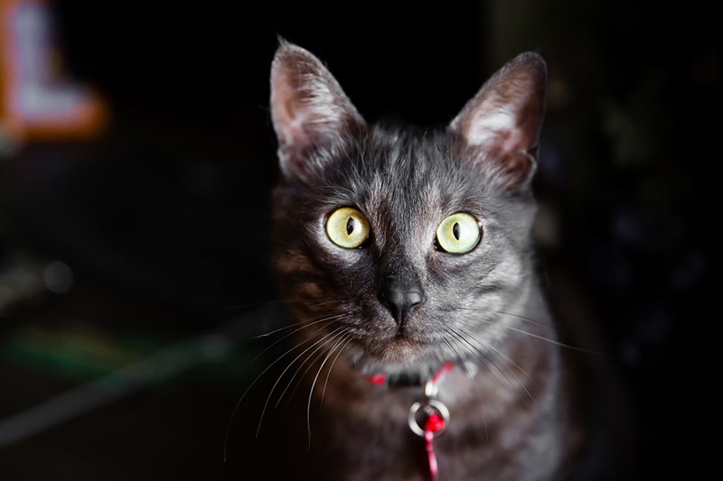 domestic shorthair cat with a red collar and tag