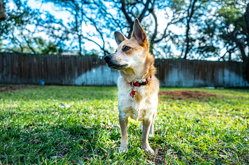 how do you fix bladder stones in dogs