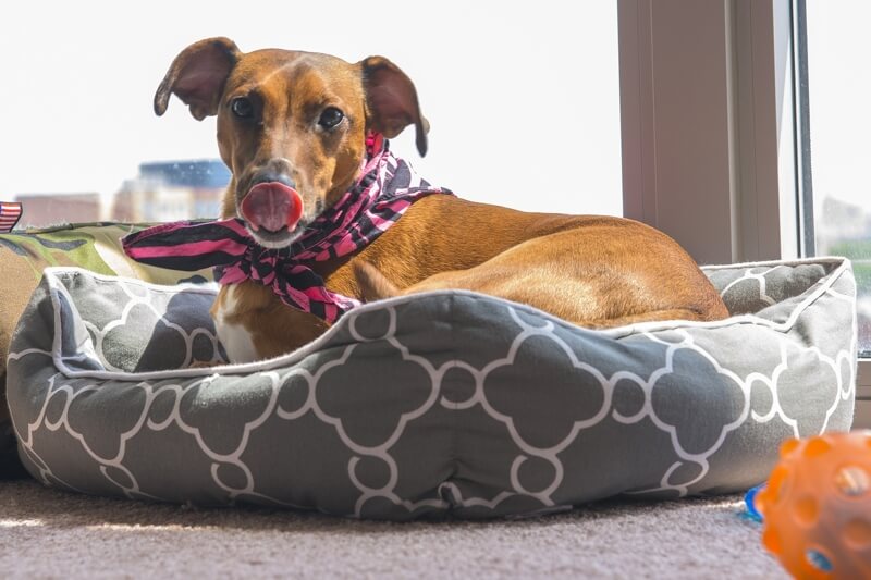 10 strategies to help dogs cope with separation anxiety _ dog with pink and black striped scarf