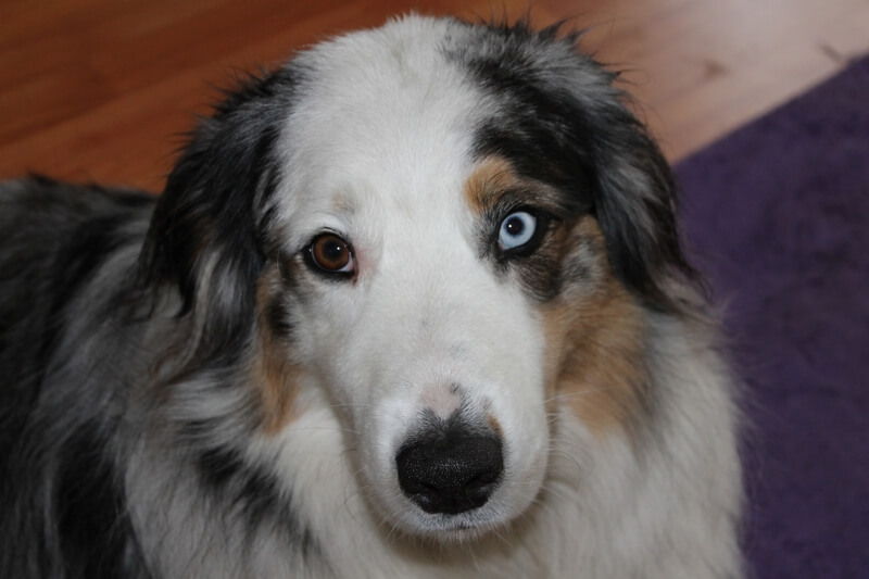 can separation anxiety in dogs be treats _ australian shepherd with heterochromia