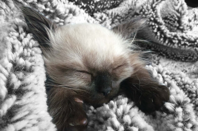 kitten wrapped in a black and white blanket