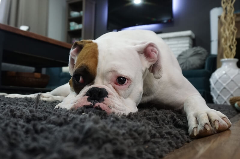 what causes separation anxiety in dogs _ sad bulldog lying on carpet