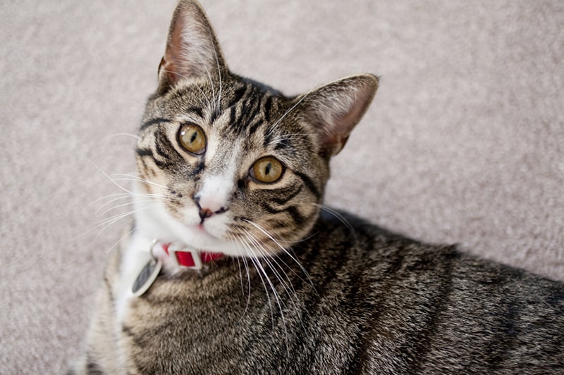 Detecting and Treating Cushing’s Disease in Dogs and Cats ASPCA Pet