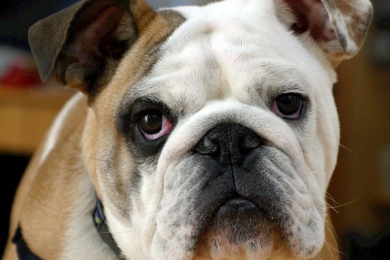 English bulldog in a black harness