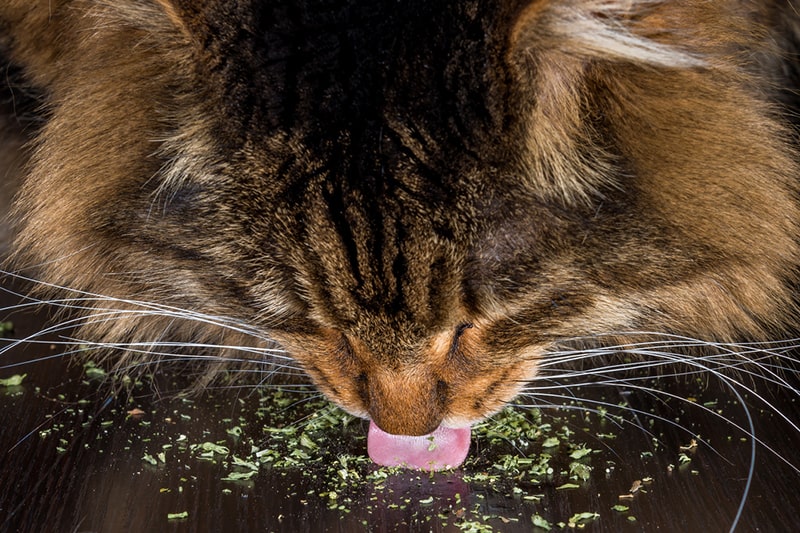 Cats And Catnip   What You Need To Know   ASPCA Pet Insurance   Tabby Eating Dried Catnip Min 