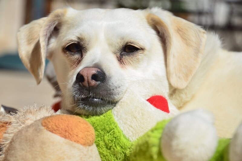 dog cuddling stuffed toy