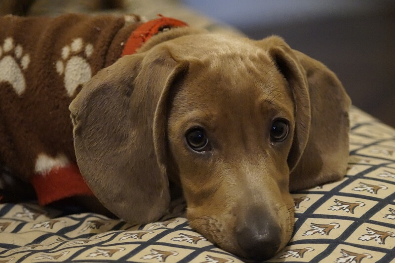 Fun Facts About Dachshunds