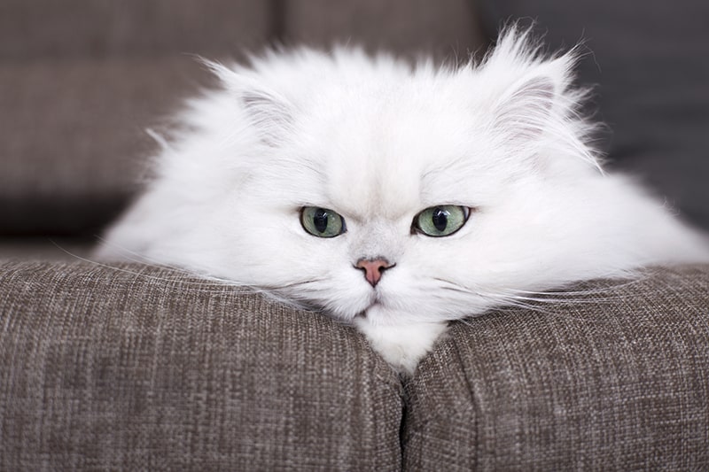 white Persian cat resting on a brown sofa