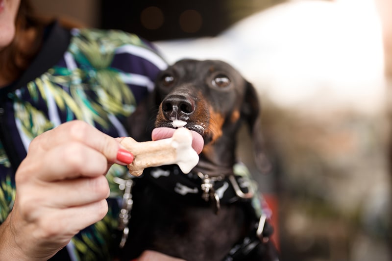 black and tan Dachshund eating a treat