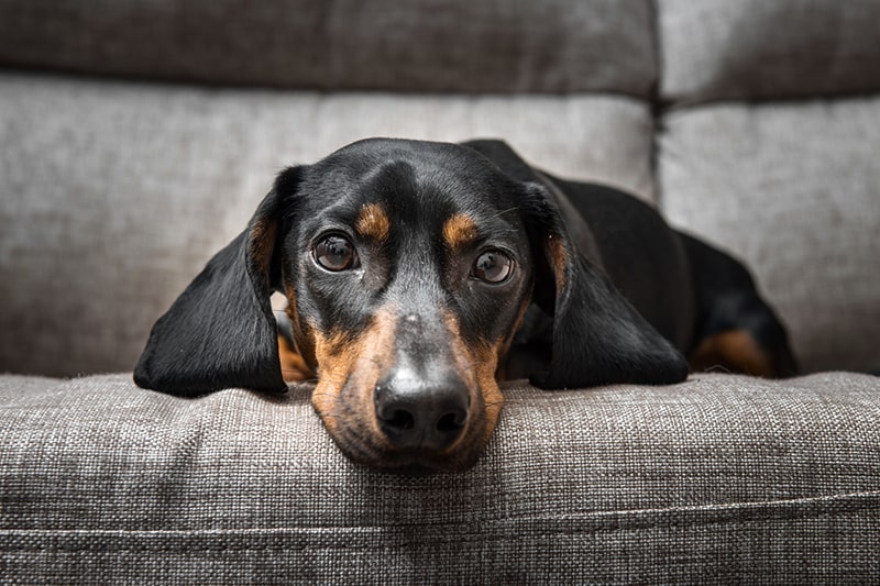 smooth-coat Dachshund on a gray couch