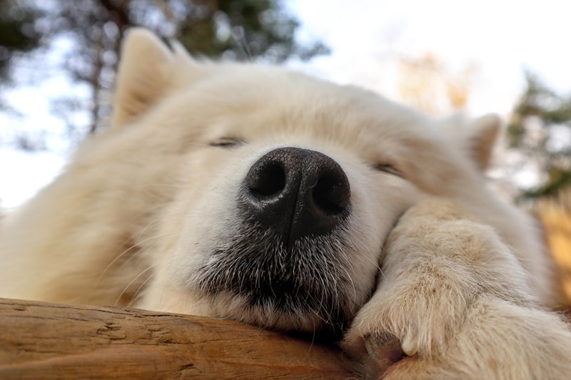 Samoyed sleeping outside on a log 