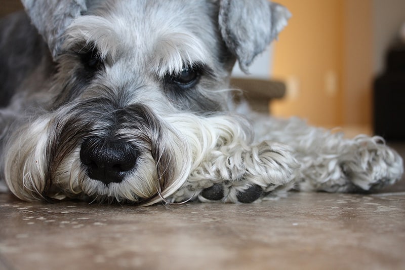 grey Schnauzer resting on tile floor