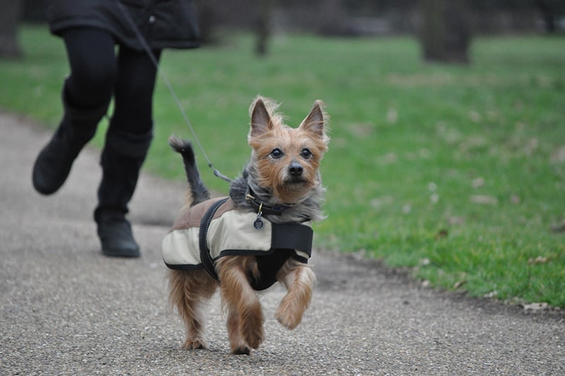 Australian terrier running on a leash