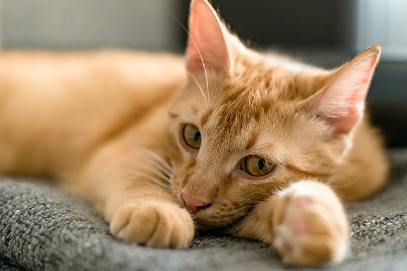 ginger cat lying on a couch