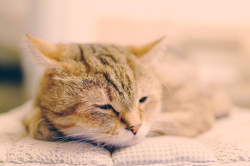 tabby cat resting on a blue and white checkered cushion