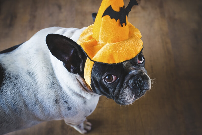 Halloween dog cat safety _ Bulldog with Halloween hat