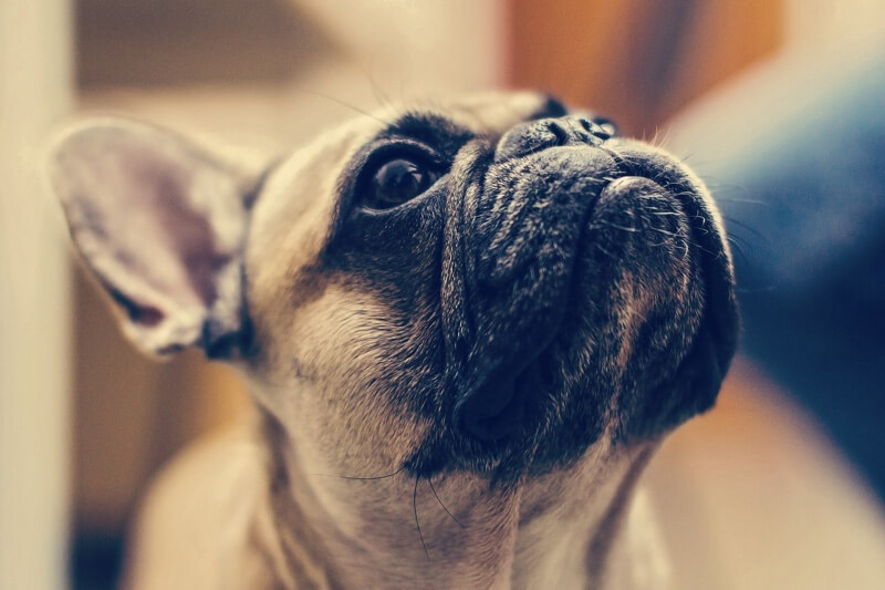 Deadly Consequences Pets and Human Medication