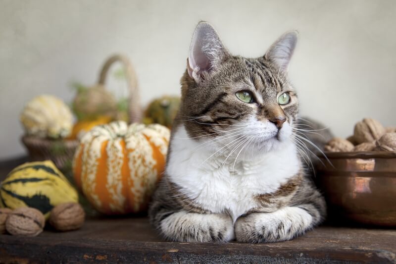 dog cat thanksgiving safety _ tabby cat surrounded by autumn gourds