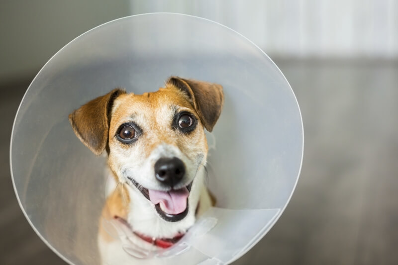 how to prepare for holiday pet emergency _ happy jack russell terrier in a cone of shame