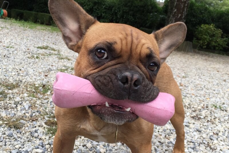 physical attributes of the French Bulldog _ Frenchie playing outside with a pink bone