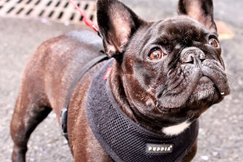 training a French Bulldog _ black Frenchie in a black harness with a red leash