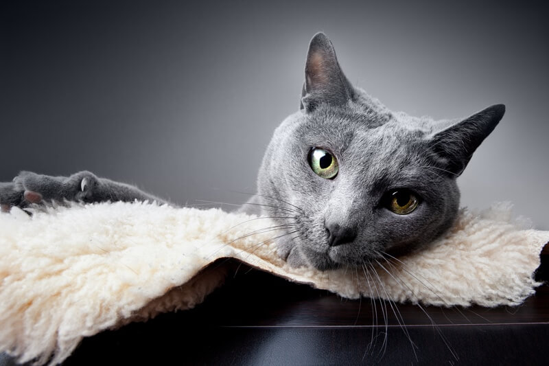 Russian Blue cat resting on a blanket atop a desk