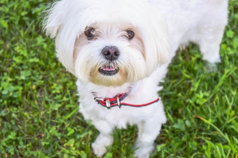 small white dog with blue and red collar