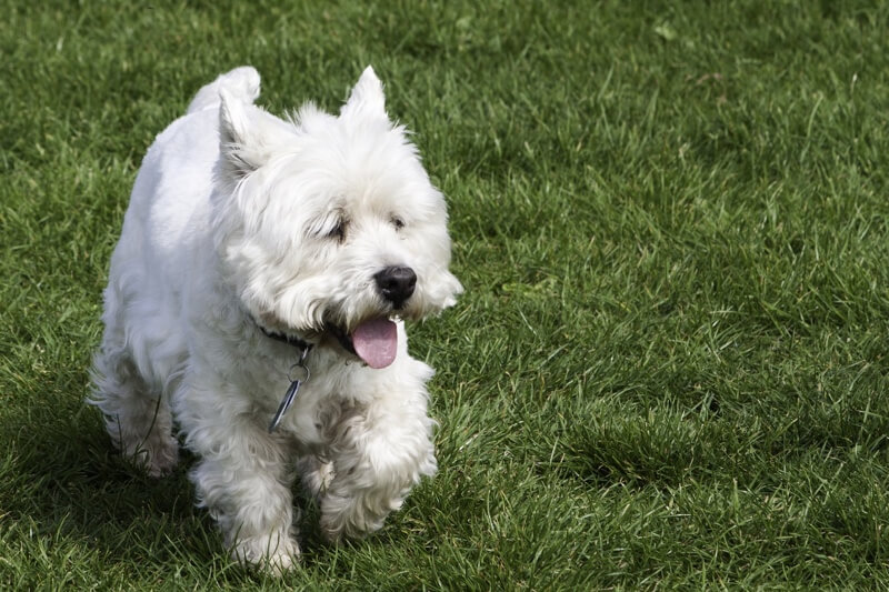 the benefits of preventive care coverage _ smiling westie dog in a garden