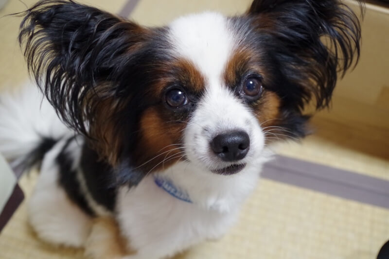 papillon with big ears and a blue collar