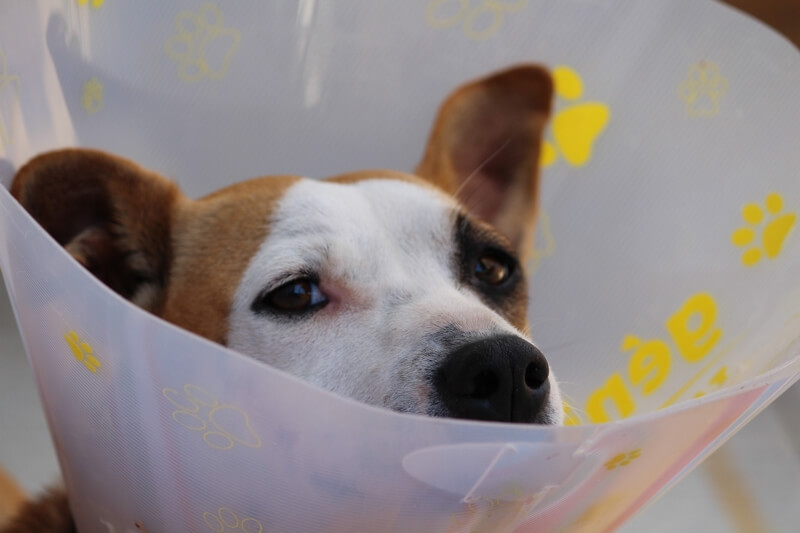 hidden pet health care costs _ mixed breed dog in a cone