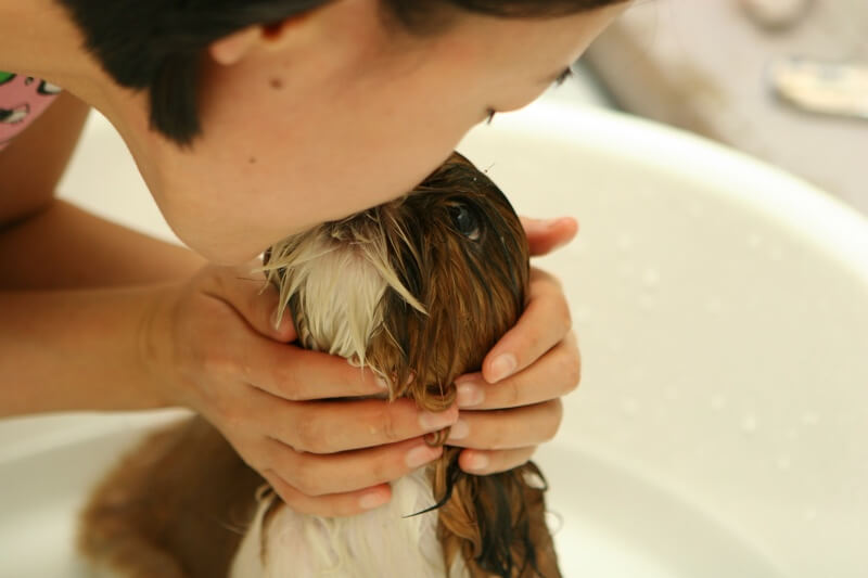 How to wash a dog
