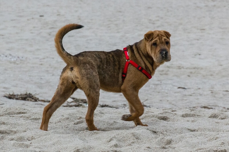 tips for caring for Shar Pei and wrinkly dogs