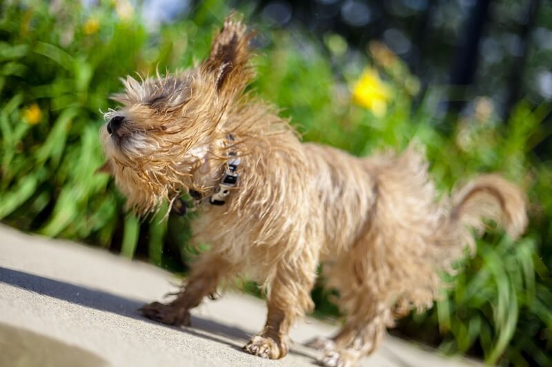 wet dog shake