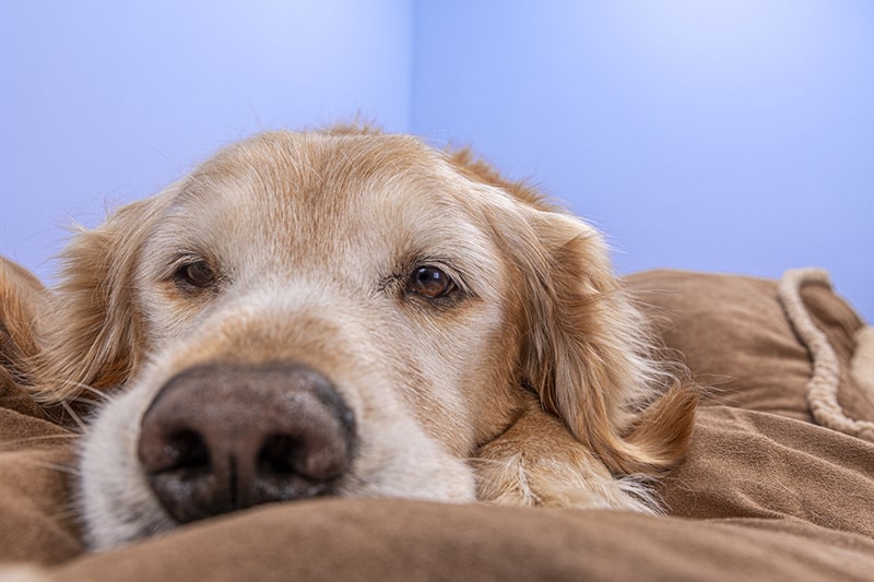 senior golden retriever lying on a brown blanket next to a blue wall