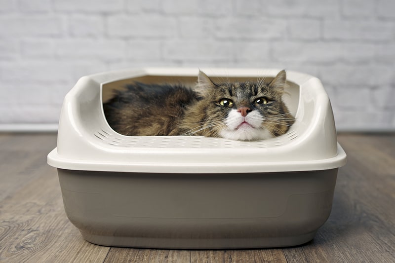 cat diarrhea litter box