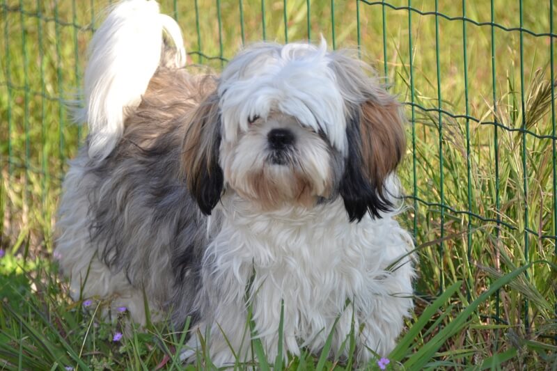 shih tzu ear infection treatment