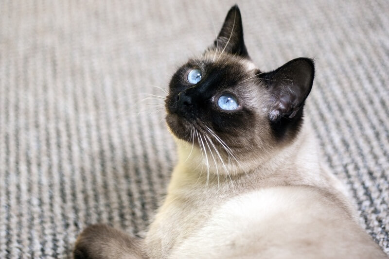 Siamese Cat Facts Siamese Cat Facts