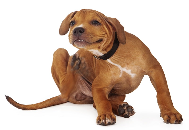 what causes scabs on dogs back