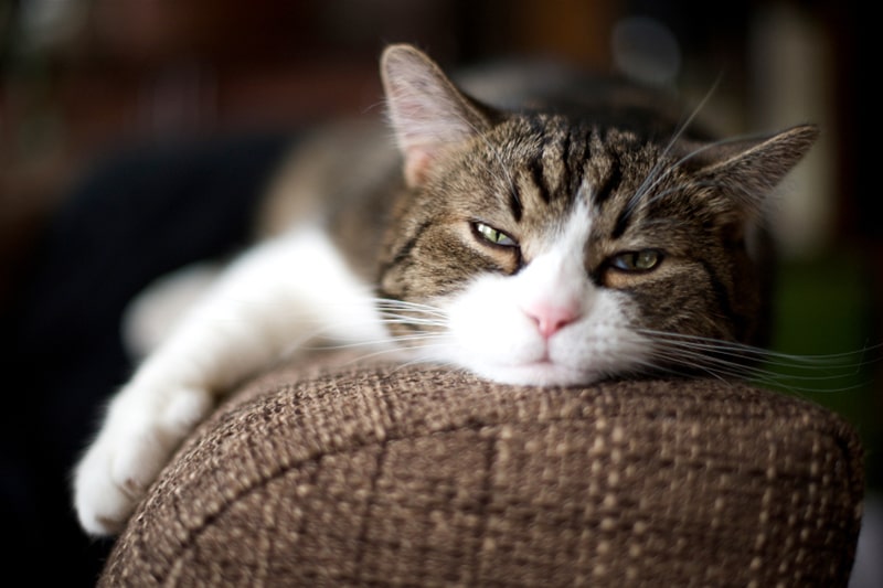 cat laying on bed