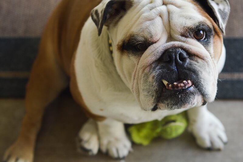 English bulldog sitting on the floor