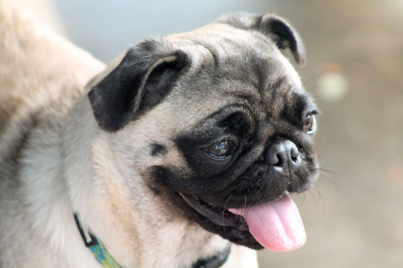 happy fawn pug with tongue sticking out